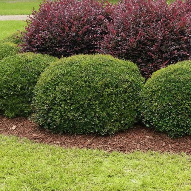 Dwarf Yaupon Holly