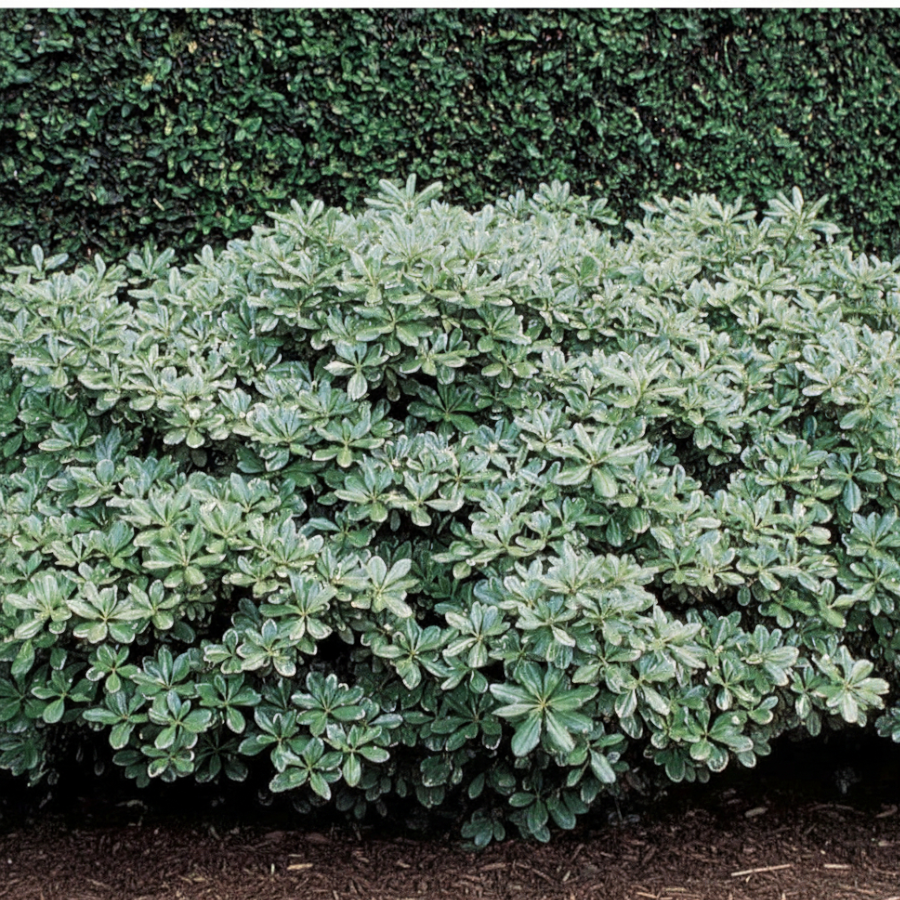 Pittosporum