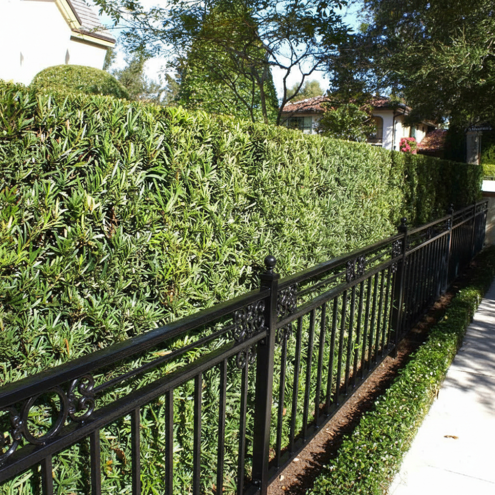 Japanese Yew