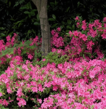 Azalea
