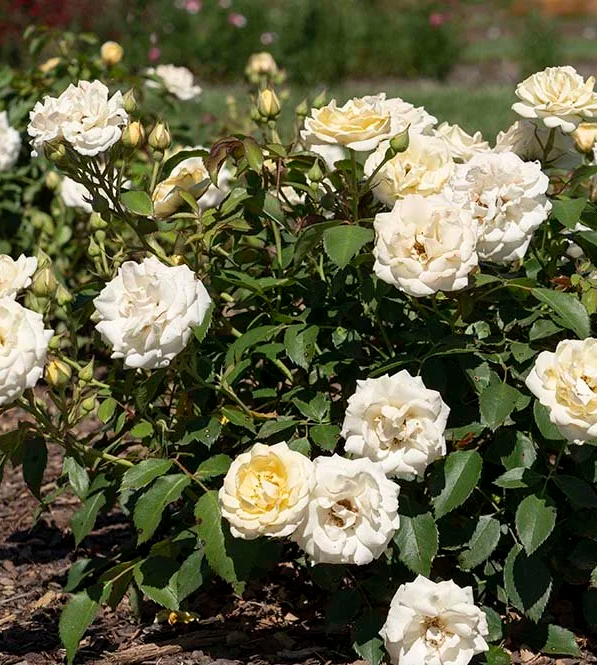Drift Rose
