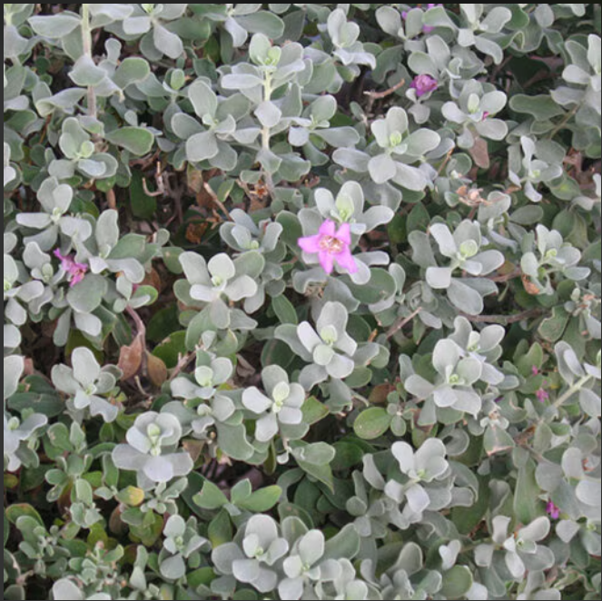 Texas Sage