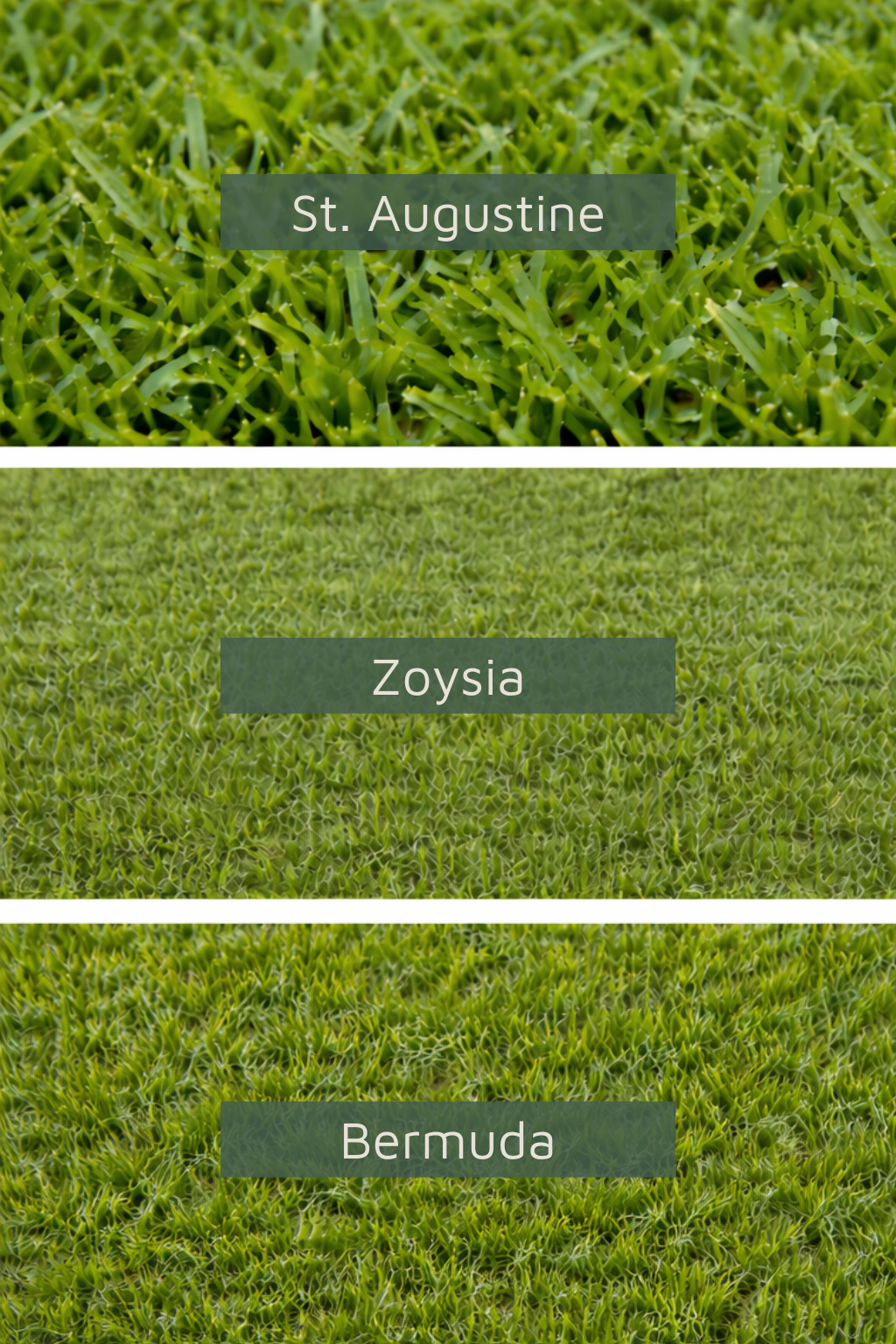 Close-up comparison of three warm-season grass types: St. Augustine on top, Zoysia in the middle, and Bermuda on the bottom.