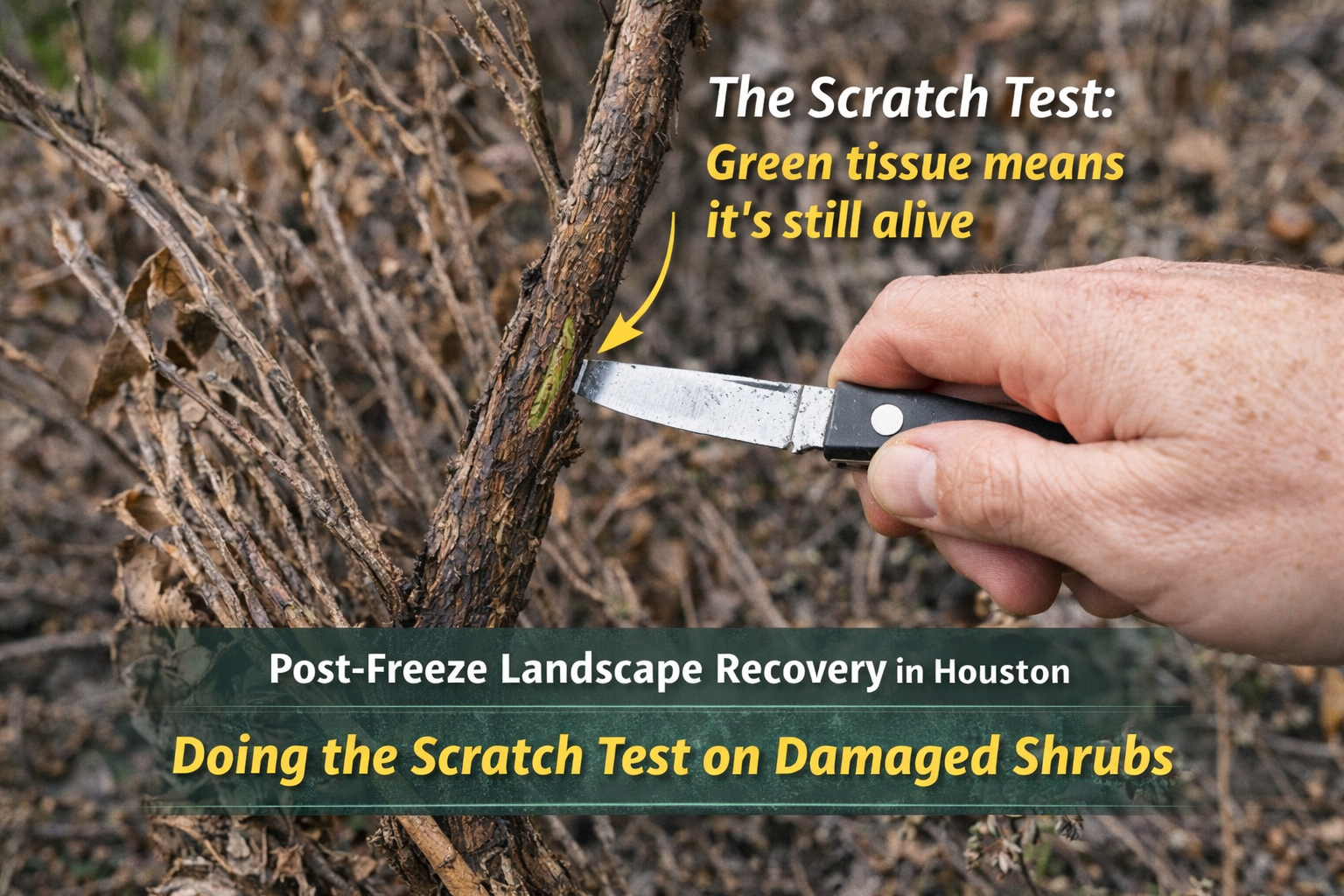 Close-up of the scratch test on a freeze-damaged shrub in Houston, revealing green tissue beneath the bark to determine plant survival after a freeze.
