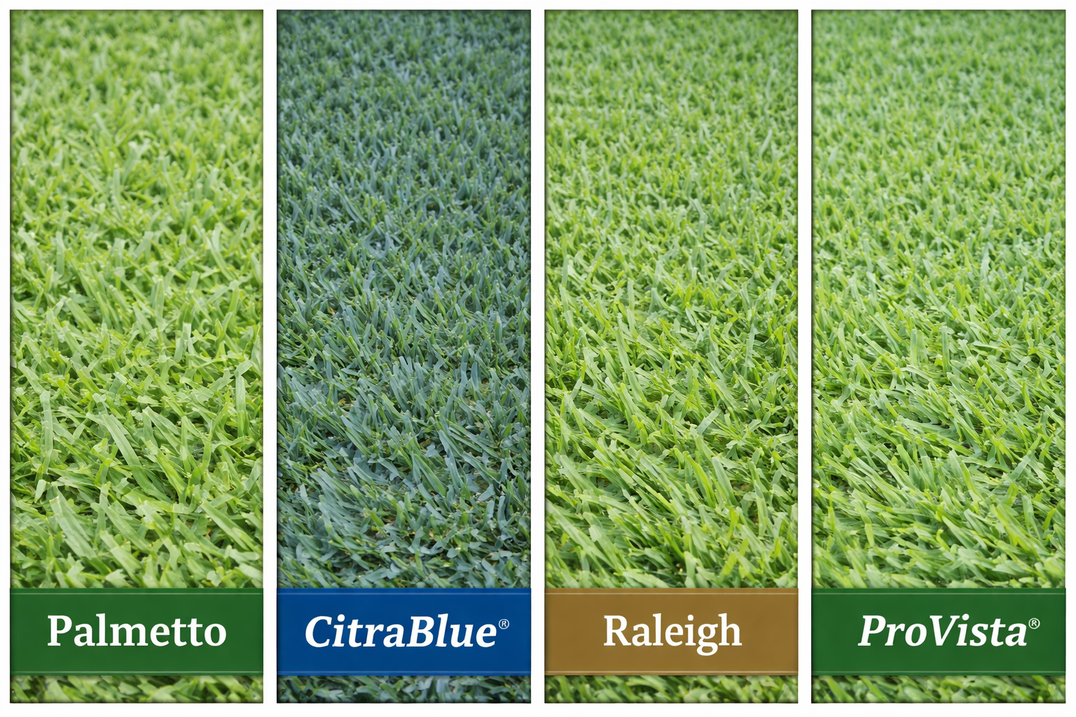 Side-by-side comparison of Palmetto, CitraBlue, Raleigh, and ProVista St. Augustine grass varieties showing differences in color, blade texture, and density.