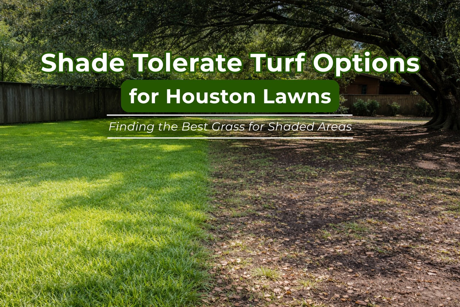 Shaded Houston backyard with healthy green grass in sunlight and thinning lawn under large oak tree canopy