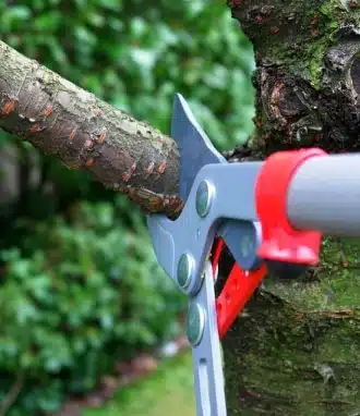 Tree trimming or removal